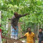 ঠাকুরগাঁওয়ে কৃষকের হাত ধরে আঙুরে বদলে যাচ্ছে গ্রাম - Chief TV