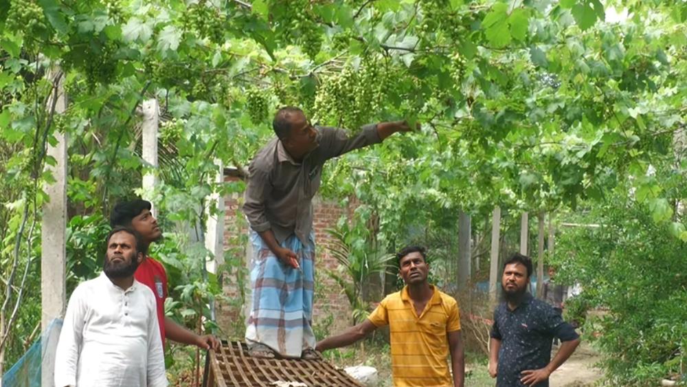 ঠাকুরগাঁওয়ে কৃষকের হাত ধরে আঙুরে বদলে যাচ্ছে গ্রাম - Chief TV