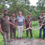 সুন্দরবনে লোকালয়ে অজগর, উদ্ধার করে অবমুক্ত-chief tv