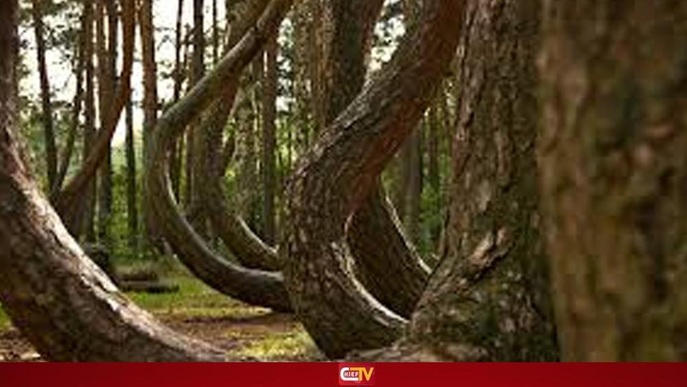 যে বনের সব গাছই বাঁকা - Chief TV